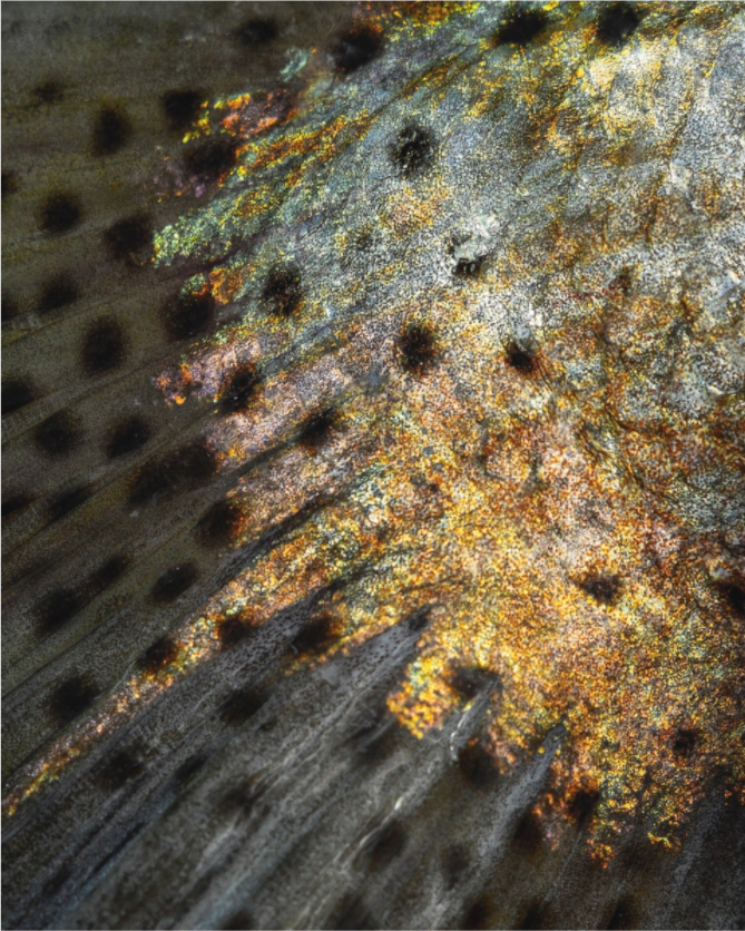 Main image Paddletail - Texas Gold Collection