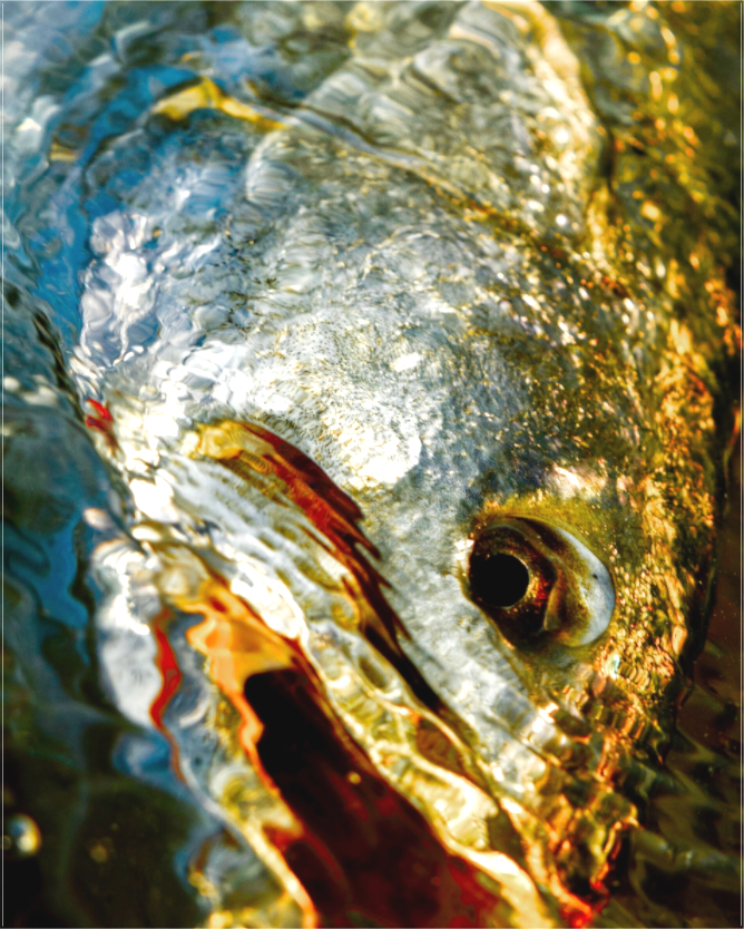 Main image Texas Gold - Texas Gold Collection