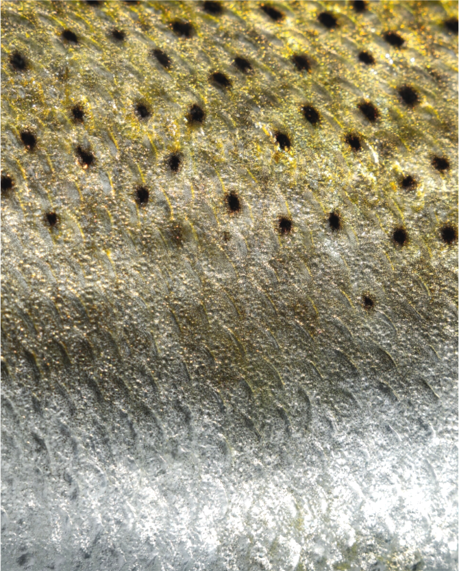 Main image Gatorskin - Texas Gold Collection